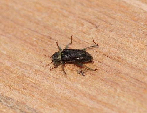 Réf. 319 804 : Stenelmis canaliculata